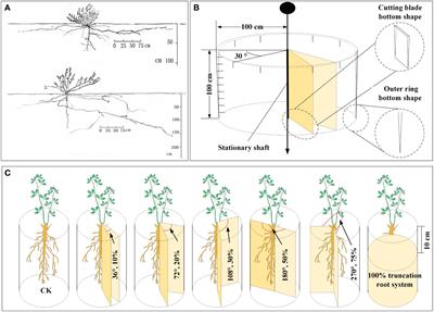 Chlorophyll a fluorescence as a tool to monitor physiological status in the leaves of Artemisia ordosica under root cutting conditions